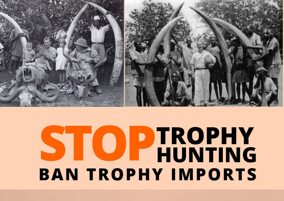 Stop trohy hunting