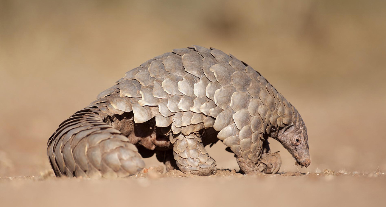 Pangolin Global March For Elephants And Rhinos Gmfer