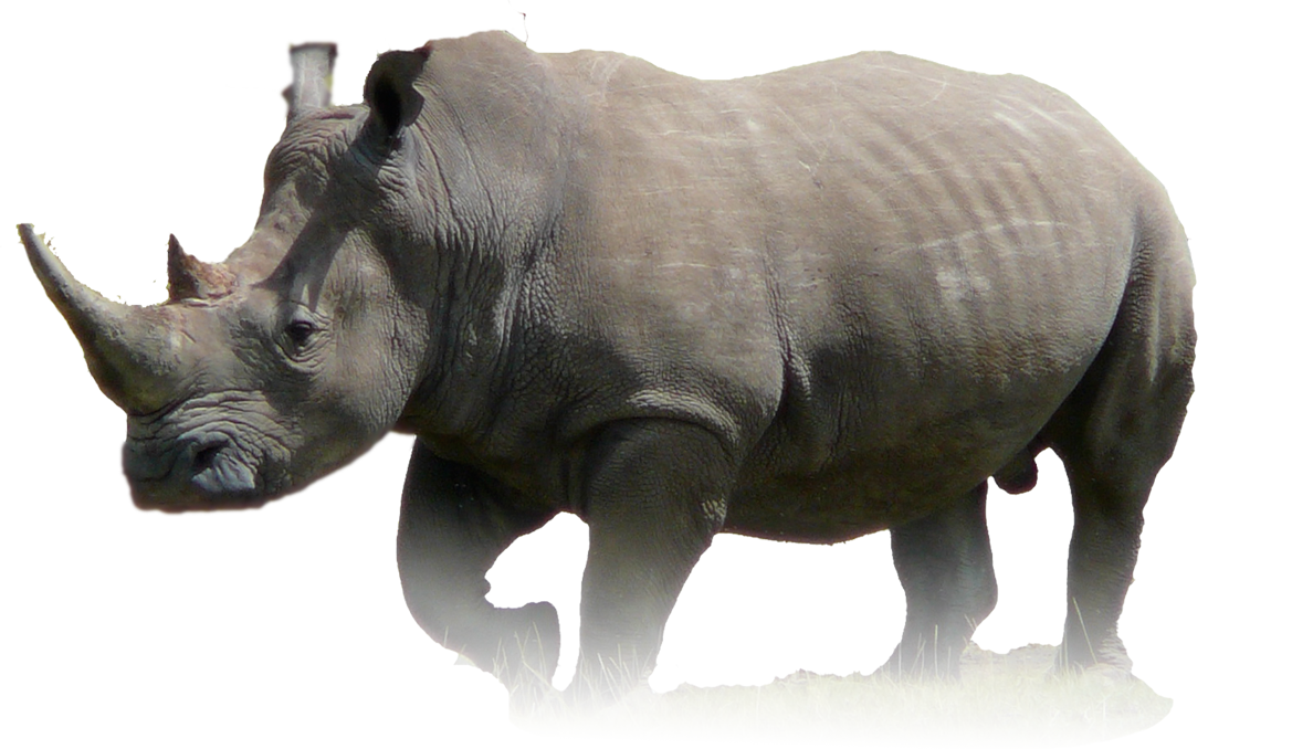 Elephant rhino. Тигр носорог слон Бегемот. Носорог для детей. Носорог рисунок.