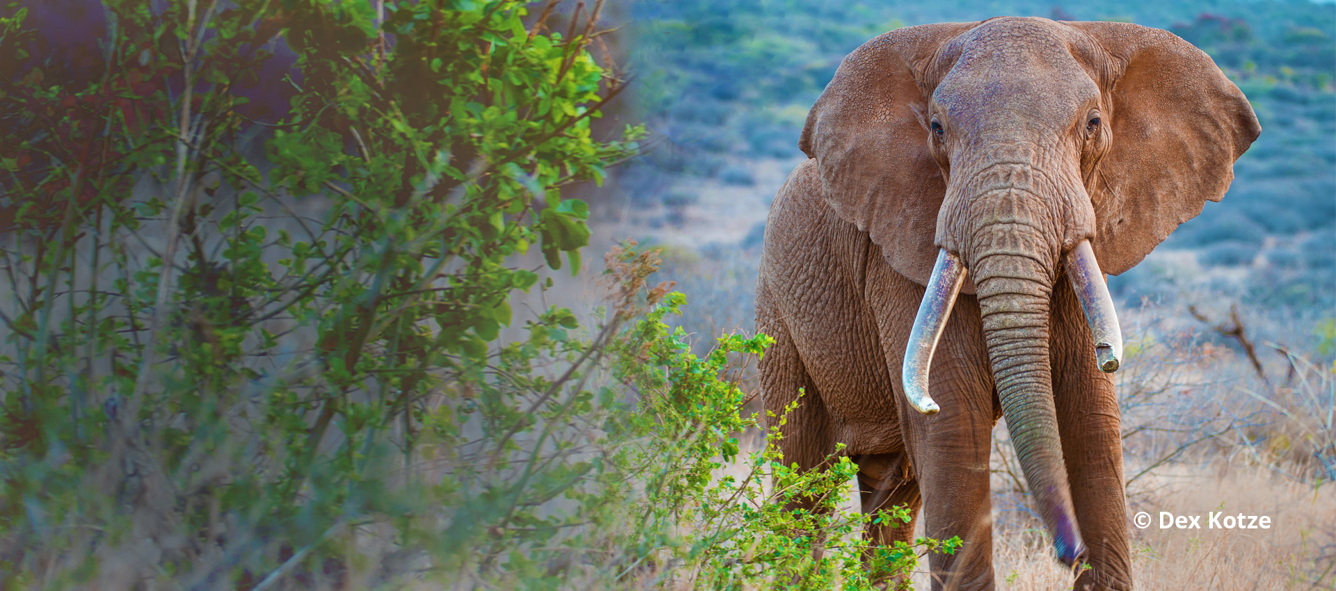 Disrupting the conventional wisdom in conservation - Global March for  Elephants and Rhinos (GMFER)