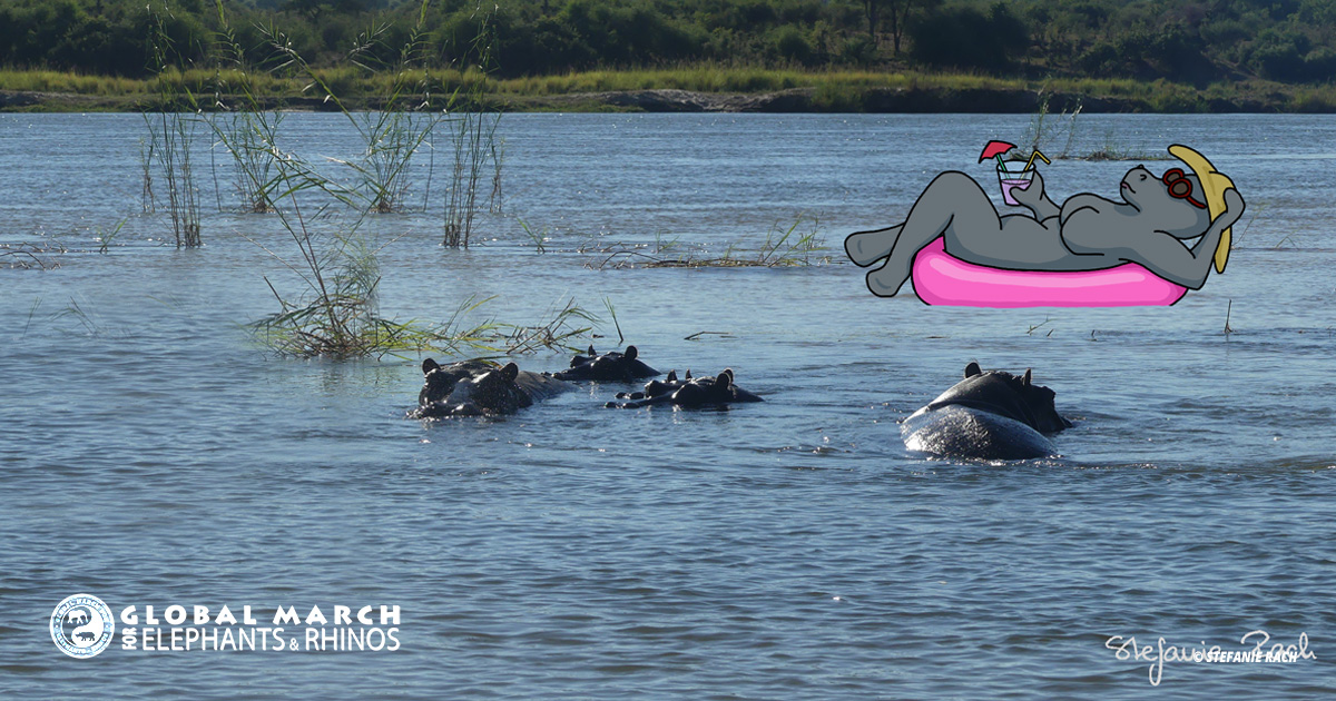 A Life Along the Water - Global March for Elephants and Rhinos (GMFER)