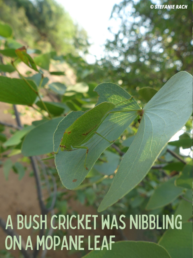 a bush cricket was nibbling on a mopane leaf