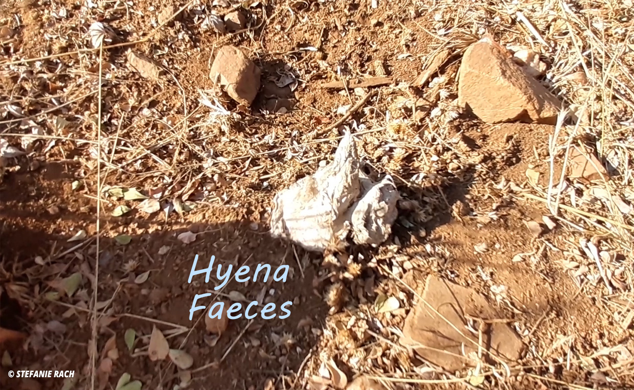 Droppings of Hyena