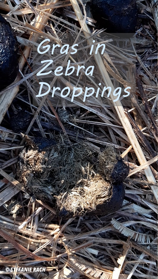 Droppings of Zeebra