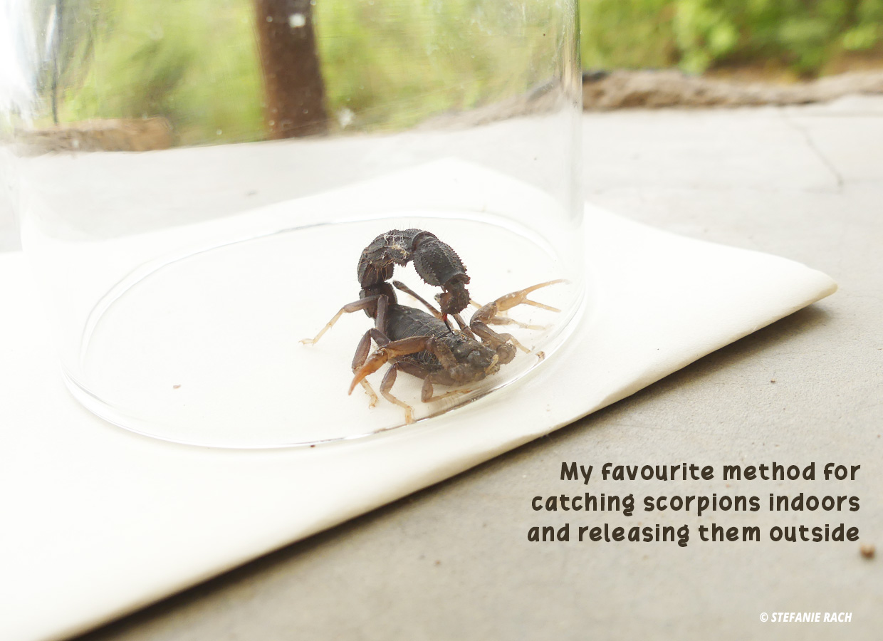 favourite method for catching scorpions indoors and releasing them outside