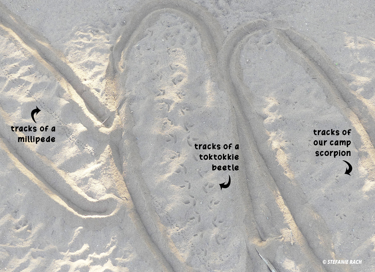 Tracks of Millipede, tokotokkie beetle and Scorpion