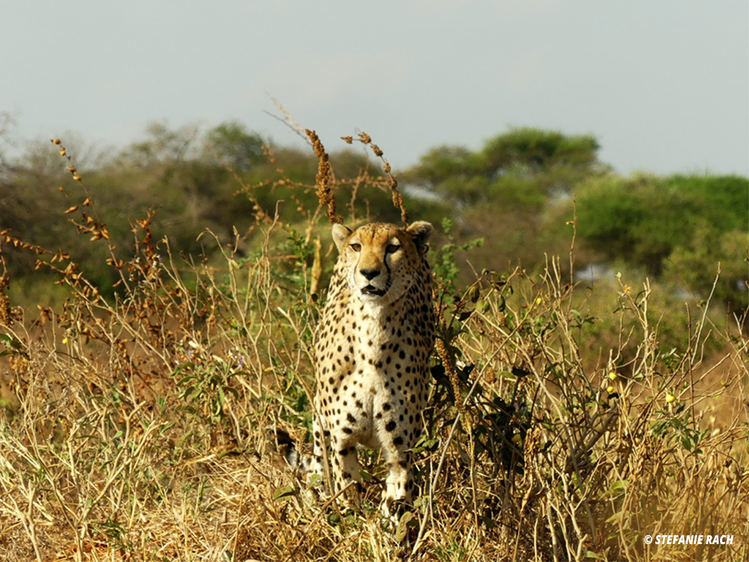 photo of cheeta