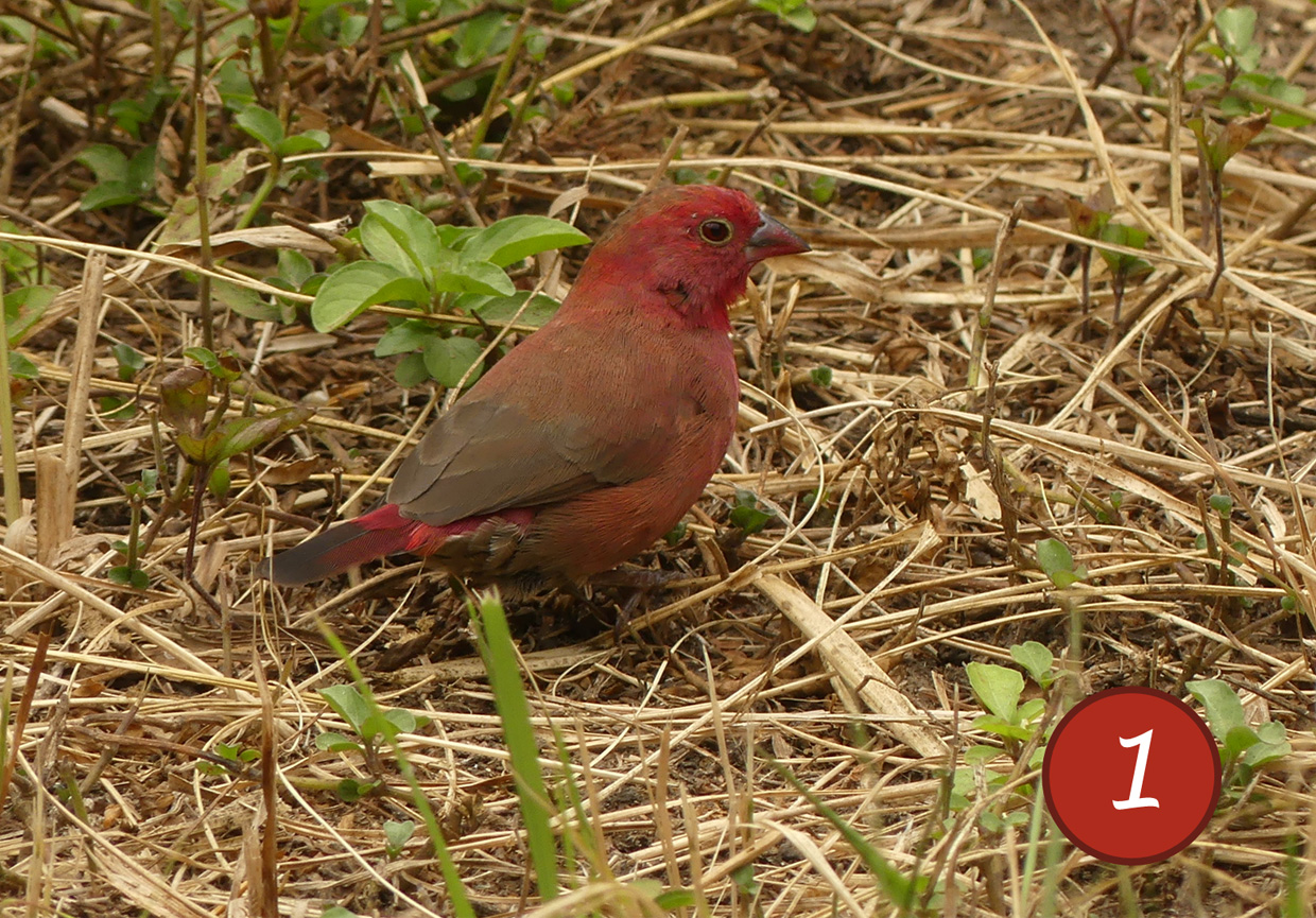 photo the Red-billed Firefinch