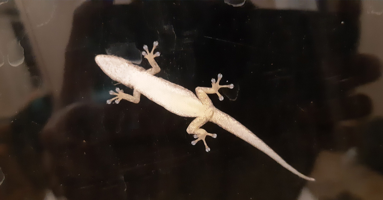 photo of Gecko