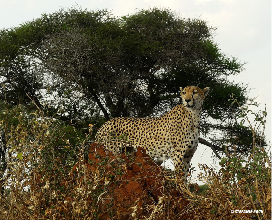 photo of Cheeta in Tarangire National Park in Tanzania