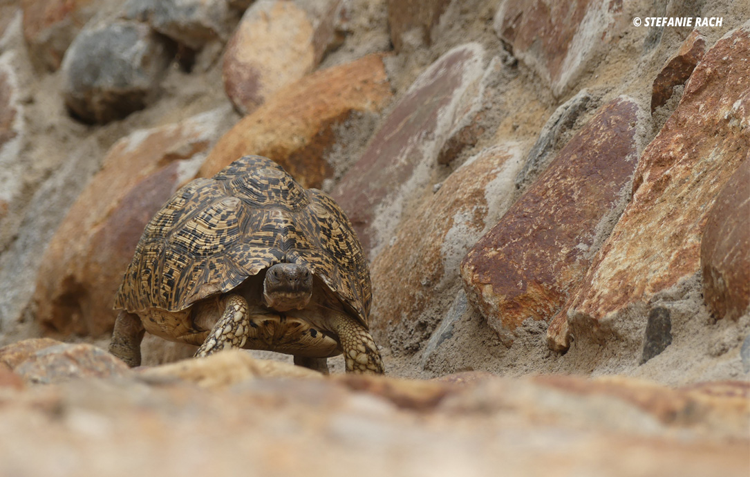 In the nesting side of the leopard tortoise