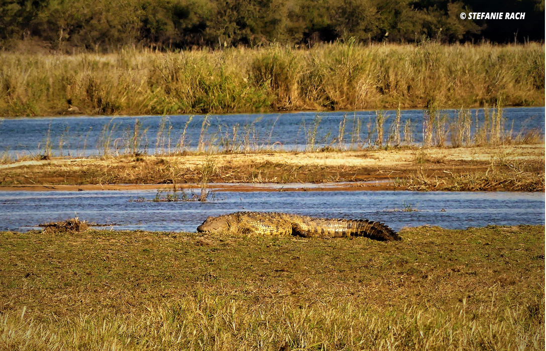 The crocodile crawls purposefully out of the muddy water of the river.