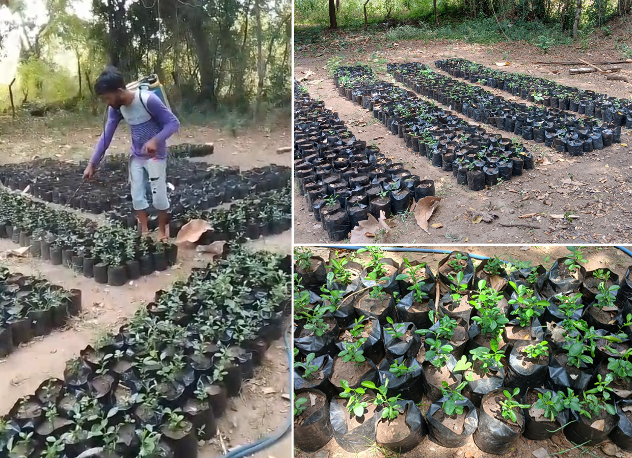 Statictics of Human Elephant Conflict Sri Lanka