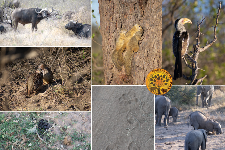 Collarge image of the Mambas in the Park program - August 2026