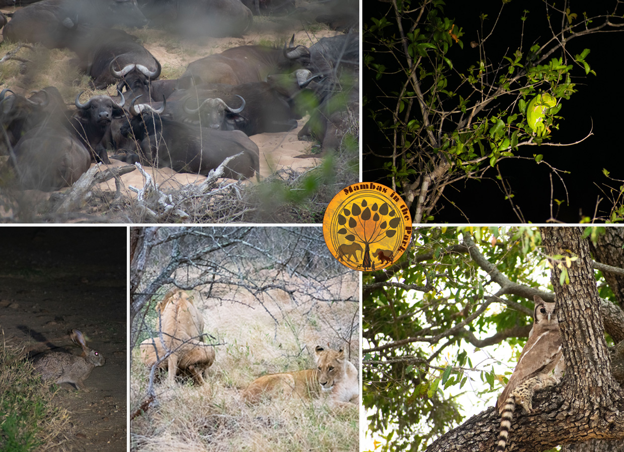 Collarge image of the Mambas in the Park program - September 2026